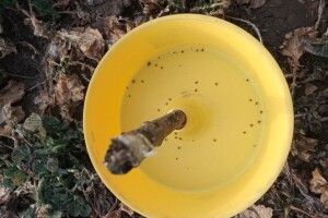 На Волині прокинувся небезпечний шкідник 