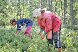 Від сьогодні поліщукам дозволено заходити по ягоди на територію Білорусі