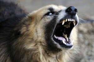 Жінку посеред вулиці ледь не погризла породиста собака