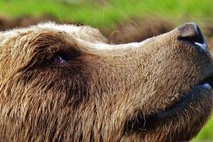 Заходить чоловік на кухню, а там господарює... ведмідь