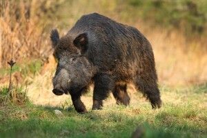 У Чорнобильській зоні український кабан ліквідував росіянина, який проник до України із ДРГ, - соцмережі