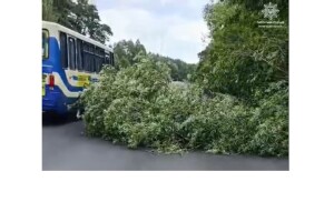 На Волині звалене дерево заблокувало трасу Луцьк – Рівне