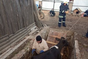 На Рівненщині Чорнорябка потрапила в халепу, довелося викликати рятувальників