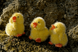  У Волинському перинатальному центрі народилася трійня