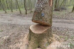 На Волині злодії зрізали 9 дубів, вкрасти змогли 7