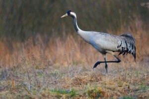 На Волині зафільмували птаха із Червоної книги України