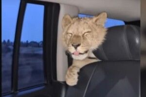 В українському селищі господарі вигулюють... лева без намордника і катають його в машині (Відео)