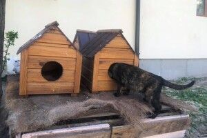 У Луцьку розбійники обікрали безхатніх котів: приробили ноги трьом котобудиночкам