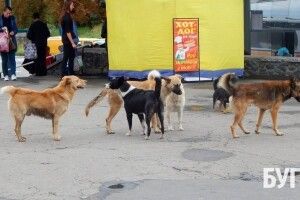 У місті на Волині безпритульні собаки кидаються на людей