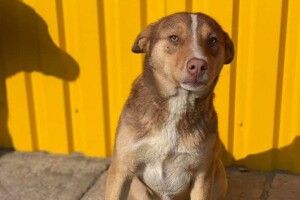 Знайомтесь – Каштан! На Волині рудому песику-добряку шукають родину (Фото)