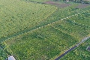 Поле наркотичної коноплі мало зрошення й озброєну охорону