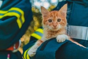 Дніпрянка Оксана зважилася взяти додому рудого безхатька-Майорчика