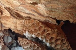 Показали, як на Рівненщині знешкодили кубло шершнів (Фото)