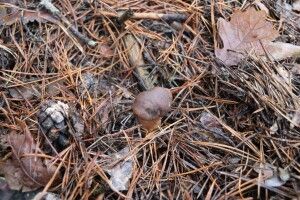 На Волині посеред грудня збирають гриби