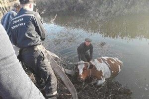 Ох, і нелегка робота тягнути з болота... корову