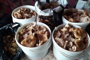 У лісі під Сокиричами на волинянку напали опеньки (Фото)