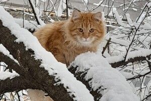 Серед волинян шукають друга для рудого кота Леопольда (Фото)