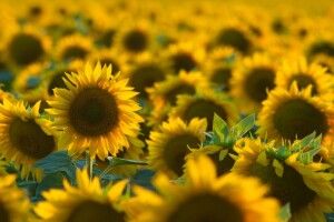 Соняшник та сою вирощували на забрудненій радіацією землі