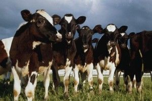 Україна розпочне поставляти нетелів до Узбекистану