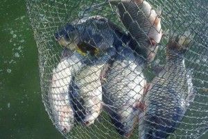 Любешівщина: браконьєри ловлять рибу сітками
