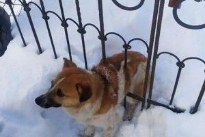 У Ківерцях рятували пса, який застряг у металевих воротах