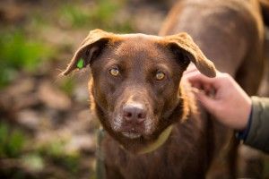 Хвостата луцька Шоколадка шукає турботливих господарів