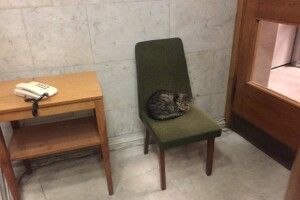 Безпритульний кіт Амбасадор став послом МЗС України