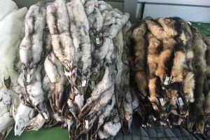 Контрабанду хутра на 3 мільйони гривень викрили прикордонники на Волині