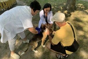 На Волині продовжують безкоштовно вакцинувати домашніх чотирилапих від сказу