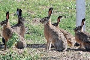 У столичному метро ловитимуть COVID-зайців: штрафуватимуть на суму від 17 тисяч гривень