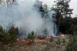 Услід за пожежниками на сполох б'ють лісівники: протягом вихідних горіло майже у всіх районах Волині. Відео