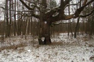На Любешівщині побільшало червонокнижних диких звірів