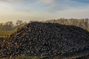 На Волині закінчили копати цукрові буряки