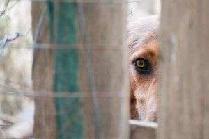 Суд відпустив поліцейського, який наколов собаку на вила і кинув у багаття