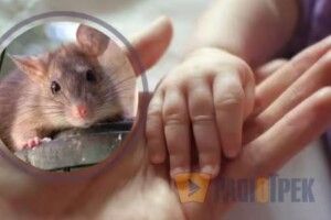 Наївся щурячої отрути: у Рівному госпіталізували однорічного малюка 