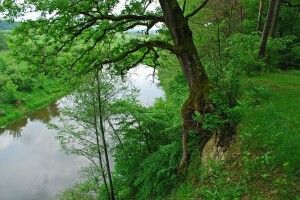 На Горинських крутосхилах завалився легендарний «пізанський дуб»