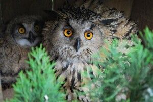 У рівненських пугачів підростають пугаченята (Фото)