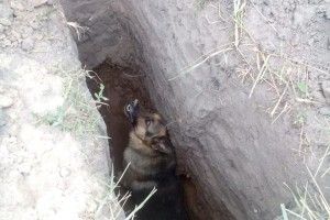 Бійці ДСНС рятували вівчарку, яка опинилася в глибокій ямі