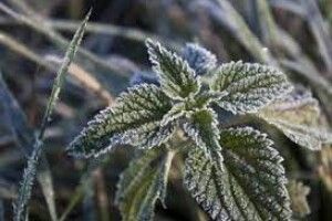 В Україну йде холод з Арктики: будуть заморозки