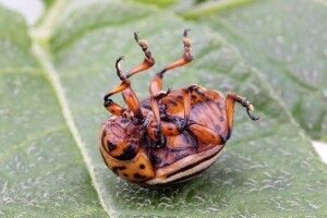 У «Лугандонії» шестеро «ментів» отруїлися метиловим спиртом