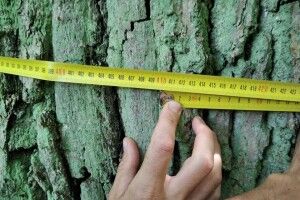 У Цуманській пущі знайшли 400-літнього дуба-велетня (Фото)