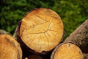 Група крадіїв з Рівненщини незаконно різали дерева і збували на Волині