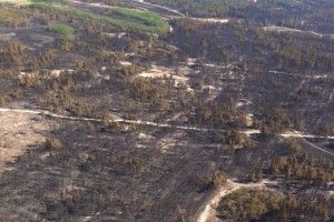 На Херсонщині горять сотні гектарів лісу: гасять літаками