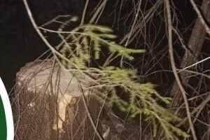 У лісі на Волині трагічно загинув чоловік