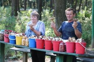 Буцинська траса, як грибний барометр