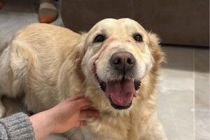 Ветеринарка з Луцька розповіла, як захистити тварин під час обстрілів