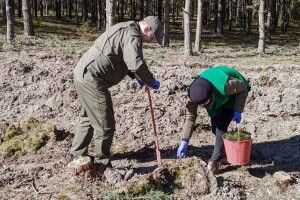 На Волині висадили понад 7 мільйонів сіянців