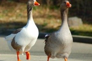 Жили у волинської бабусі два веселі гуси – поки не прийшли злодії…