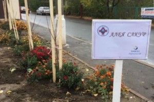 Японські сакури у Рівному                