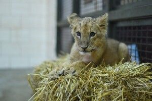 У Луцькому зоопарку живе левичка, яку побачити можна буде аж навесні (Фото)